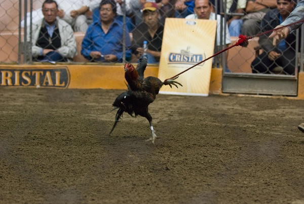 Physical characteristics and fighting instincts of Peruvian chickens 3 image 6