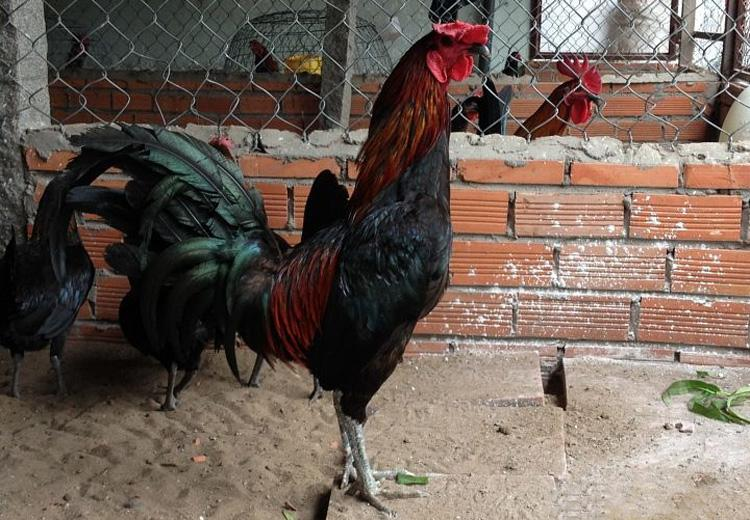 Physical characteristics and fighting instincts of Peruvian chickens 2 image 7