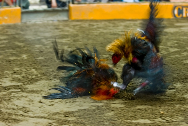 Physical characteristics and fighting instincts of Peruvian chickens 4 image 8