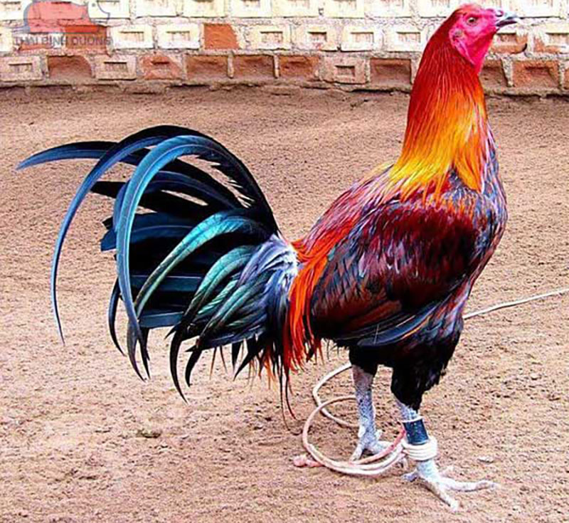 Physical characteristics and fighting instincts of Peruvian chickens 1 image 9